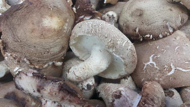 Closeup view of big pile of fresh harvested mushrooms. Food background of mushrooms in market for sale. A Vegetables background