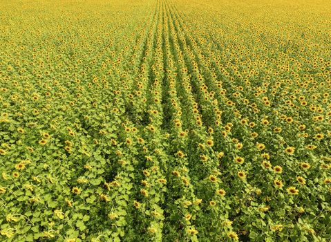 Field of sunflowers. Aerial view of agricultural fields flowering oilseed. Top view.