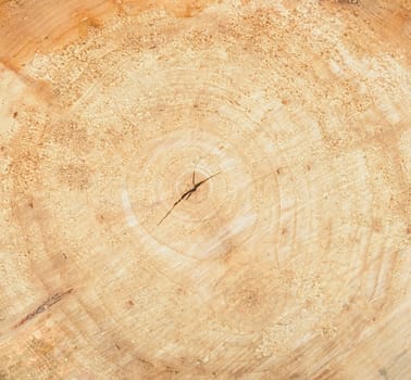 Wood log background. Wood log slice cutted tree trunk.