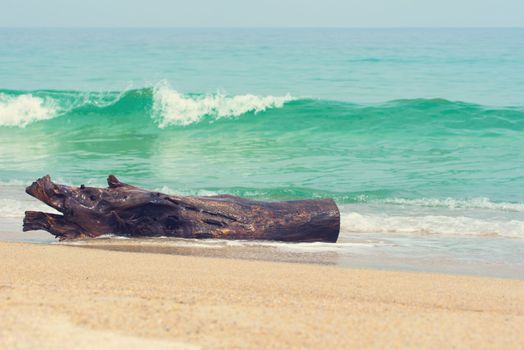 Trunk on the beach. Sea wave on a sandy beach