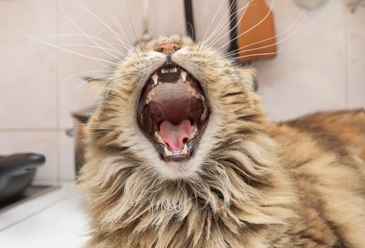 Cat yawns lying on a table. Cat Maine Coon yawning
