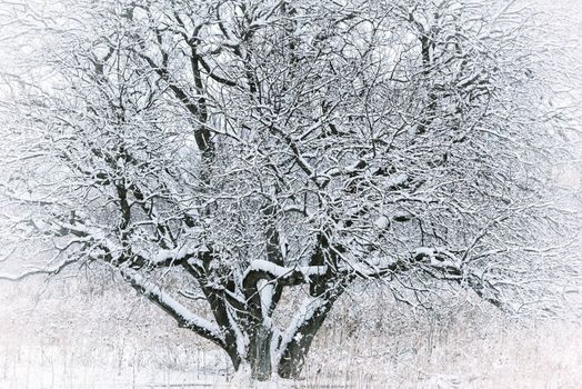 Tree under the snow. Winter tree. Snowy landscape