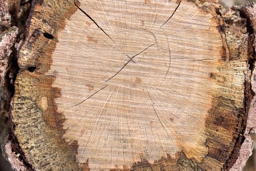 Tree trunk slice. Stump of tree felled