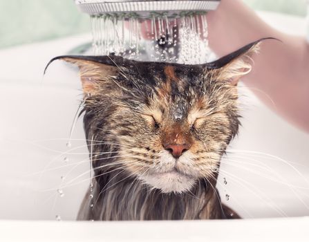 Cat bath. Wet kitten. Cat washed in the shower