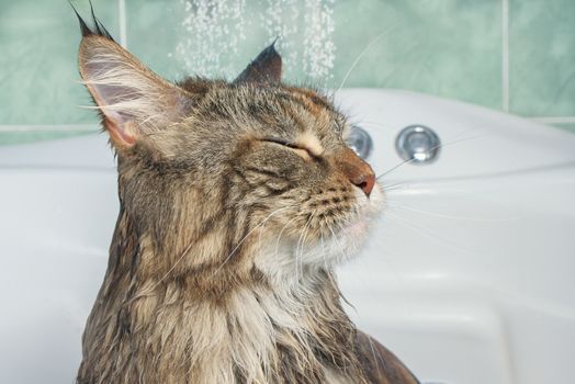 Wet cat in the bath. Funny cat. Maine Coon