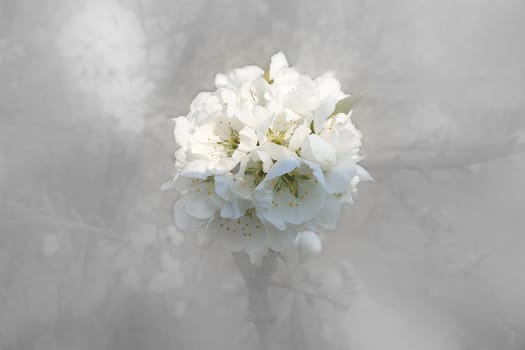 White flower on blurred background. Spring background