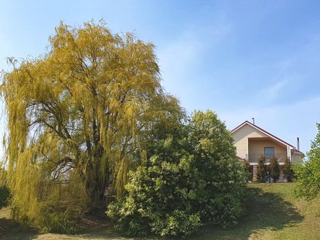 Weeping willow in the yard. Trees near house