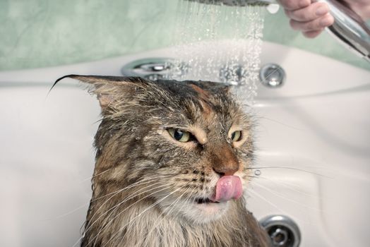 Wet cat in the bath. Funny cat. Maine Coon