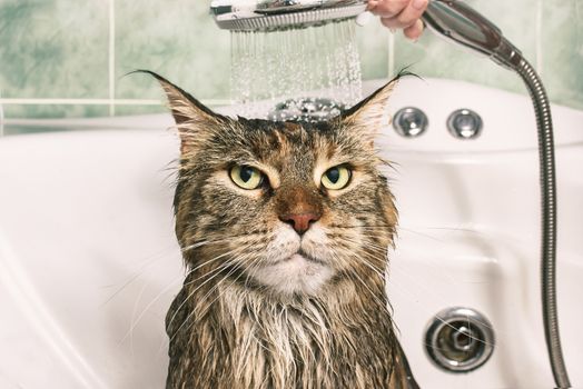 Wet cat. Funny cat in the bath