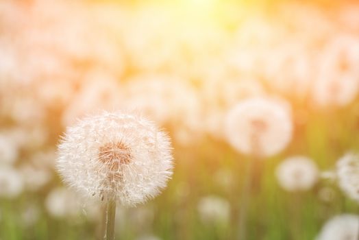 Dandelion in the green meadow. White dandelion