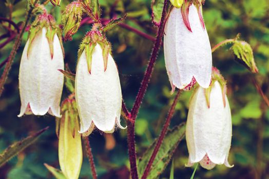 Wild white flowers. White flower on dark background.