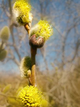 Willow blossom in spring. Beautiful pussy willow flowers branches