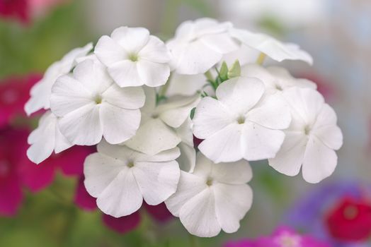 White flowers on the flowerbed. Pure white flowers