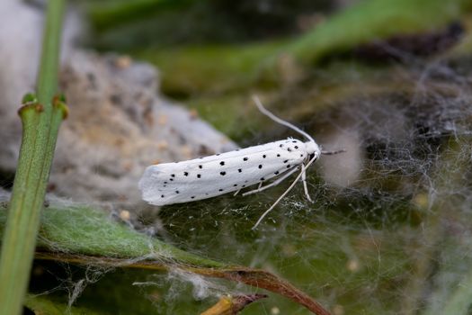 Newly hatched adult ermine moth, yponomeutidae, in the UK