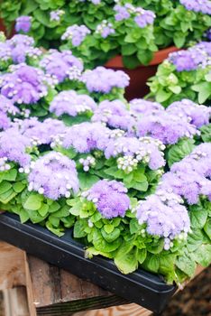 Ageratum, light purple ageratum, pot plants in the black tray
