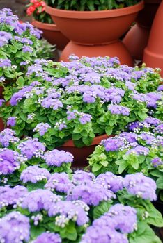 Ageratum, light purple ageratum, pot plants in the black tray