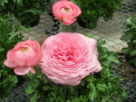 Ranunculus flora. A blossomed rose flower with detailed petals shot, potted plant