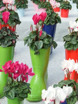 Cyclamen with a boot pot in the nursery. Flower greenhouse. Primulaceae Family. Cyclamen persicum