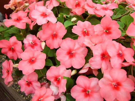 Light salmon impatiens in potted, scientific name Impatiens walleriana flowers also called Balsam, flower bed of blossoms in white