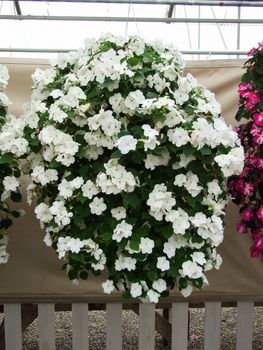 white impatiens in potted, scientific name Impatiens walleriana flowers also called Balsam, flower bed of blossoms in white