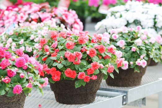 Mixed colors impatiens in potted, scientific name Impatiens walleriana flowers also called Balsam, flower bed of blossoms in white