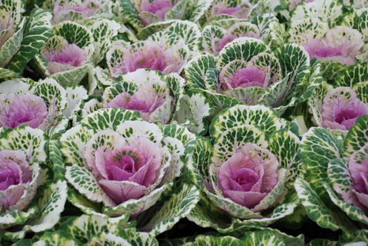 Ornamental cabbage in a botanical garden, flowers, and plants, environment, cut flowers