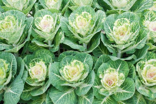 Ornamental cabbage in a botanical garden, flowers, and plants, environment, cut flowers