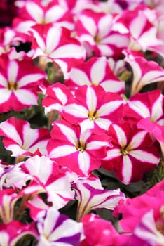 Pink Petunia, Petunias in the black pot, Pink petunia on a wood shelf. Selective focus.