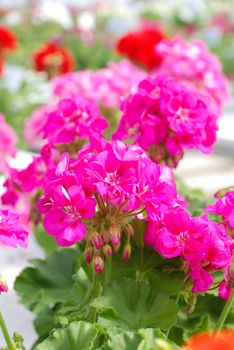 Pelargonium - Geranium Flowers showing their lovely petal Detail in the garden with a green background