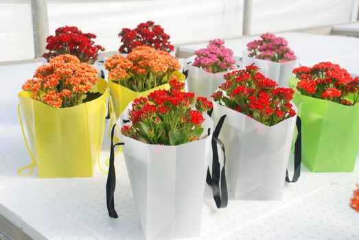 Kalanchoe plant with mixed color, Kalanchoe blossfeldiana, potted Kalanchoe