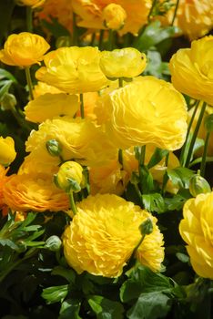 Ranunculus flora. A blossomed yellow flower with detailed petals shot, potted plant