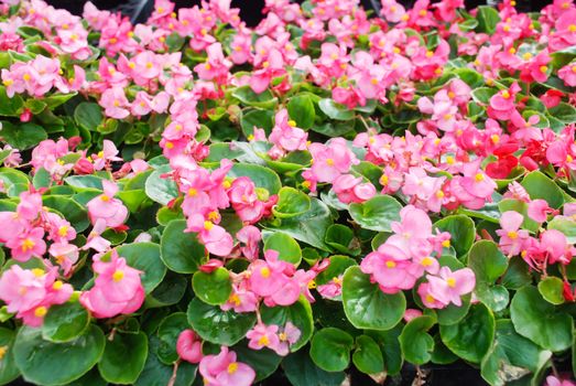 Pink Begonias, semperflorens begonias in the garden, potted begonia