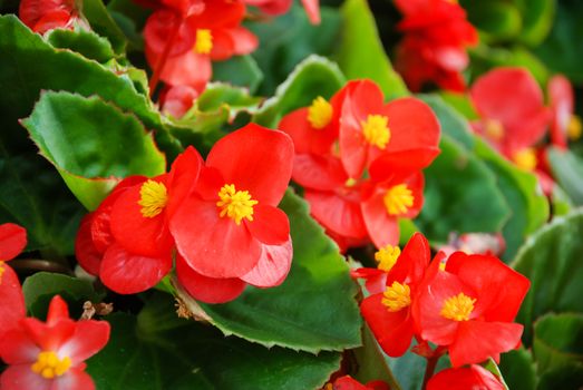 Red Begonias, semperflorens begonias in the garden, potted begonia