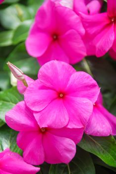 foliage vinca flowers, dark rose vinca flowers (Madagascar periwinkle), potted vinca