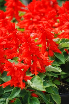 Red Salvia Splendens, Red flower pot plants in the black tray