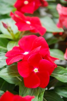 foliage vinca flowers, deep red vinca flowers (Madagascar periwinkle), potted vinca