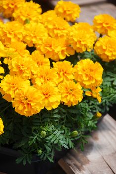 Tagetes patula French marigold in bloom, yellow flowers, green leaves, pot plant