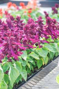 Purple Salvia Splendens, Red flower pot plants in the black tray