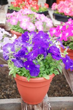 Petunia, Petunias in the tray,Petunia in the pot, blue petunia