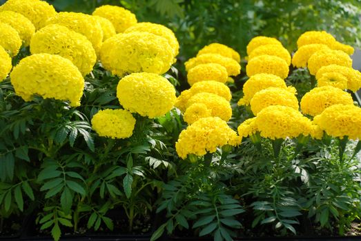 Marigolds Yellow Color (Tagetes erecta, Mexican marigold, Aztec marigold, African marigold), marigold pot plant
