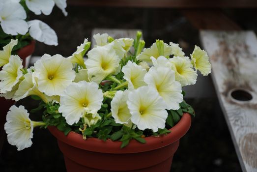 Petunia, Petunias in the tray,Petunia in the pot, light yellow petunia