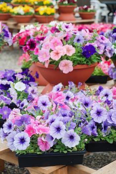 Petunia, Petunias in the tray,Petunia in the pot, mixed color petunia