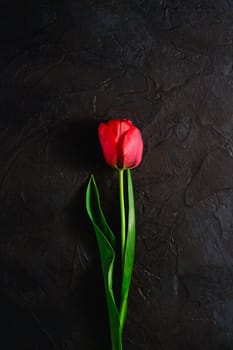Single red tulip flower on textured black background, top view copy space