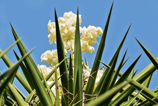 Beautiful yucca plant with bright panicles of white flowers against the blue sky ,lines and colors in harmony