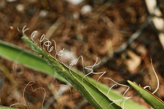 Agave leaves , several white filaments curl from leaf margin  creating a beautiful effect,selective focus ,