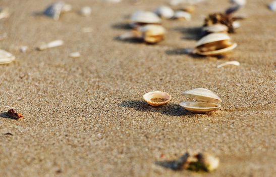 Seashells on the beach make a light shadow on the sand ,early morning ,selective focus ,horizontal composition