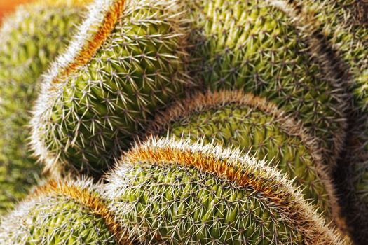 Mammillaria cactus background ,round shape ,vibrant colors ,good light contrast