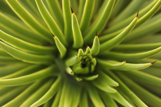 Agave stricta leaves ,selective focus ,green color shading ,abstract effect