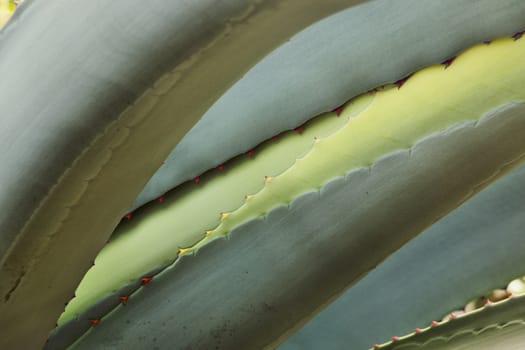 Blue -green agave leaves ,sharp red thorns  ,graphic effect