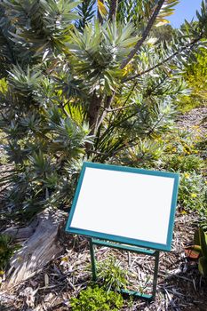 The silver tree Leucadendron argenteum green turquoise empty blank sign in Kirstenbosch, Cape Town, South Africa.